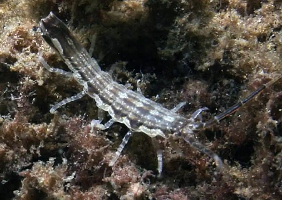 Подотряд GNATHIIDEA Hansen, 1916 Подотряд GNATHIIDEA Hansen, 1916