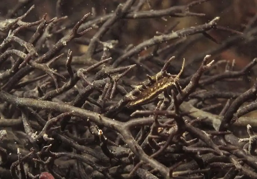 Семейство GNATHIIDAE Leach, 1814 Семейство GNATHIIDAE Leach, 1814