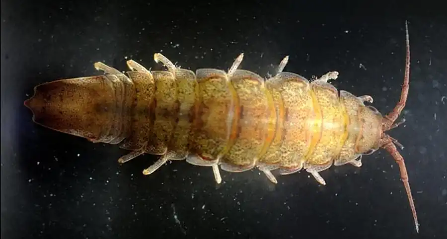 Род Caecognathia Dollfus 1901 Род Caecognathia Dollfus 1901