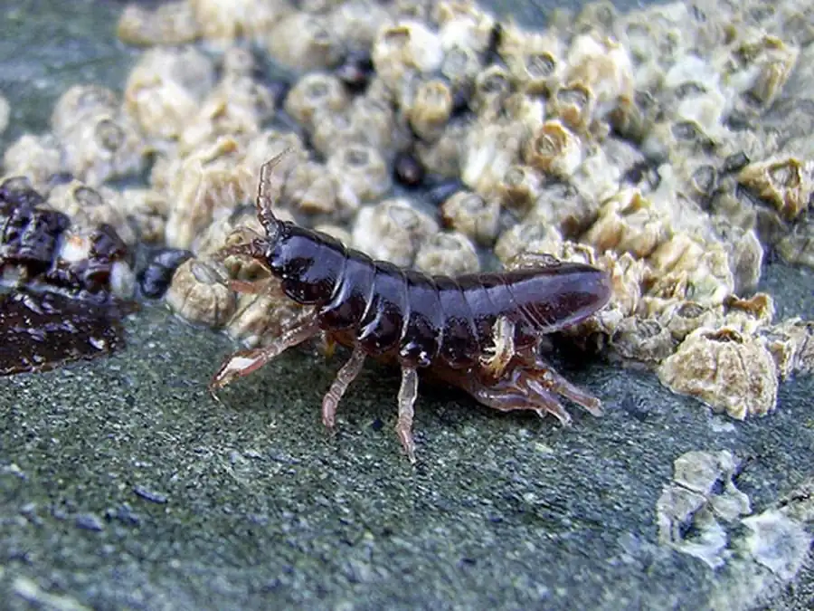 Род Gnathia Leach, 1813 Род Gnathia Leach, 1813