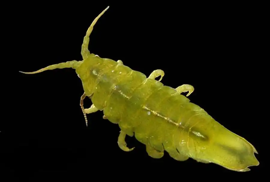 Gnathia schmidti Gurjanova, 1933 Gnathia schmidti Gurjanova, 1933