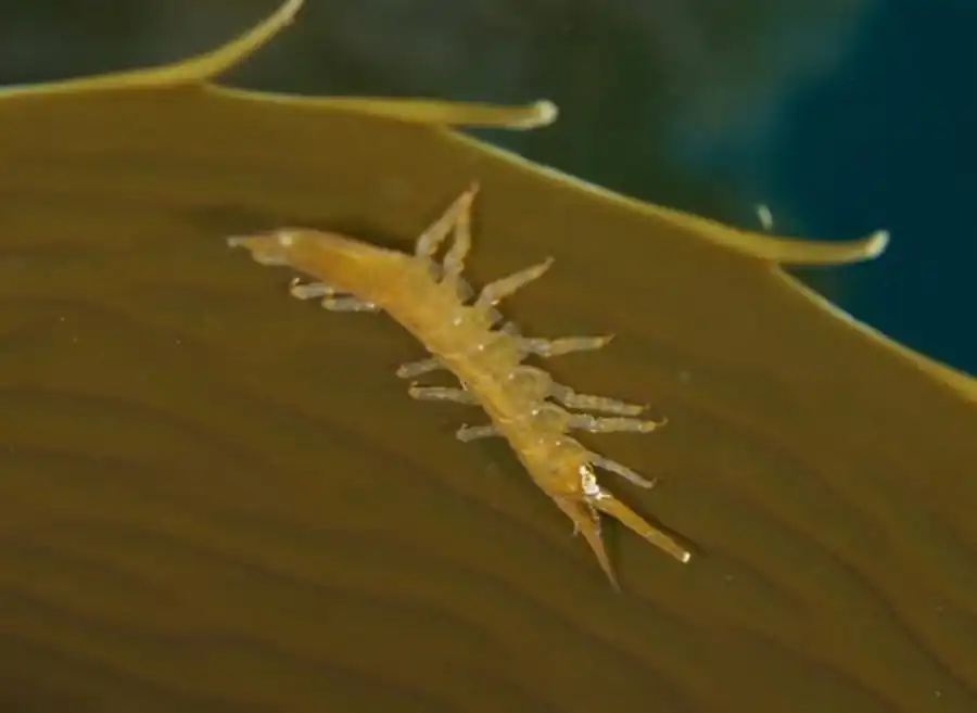 Подотряд EPICARIDEA Latreille, 1831 Подотряд EPICARIDEA Latreille, 1831