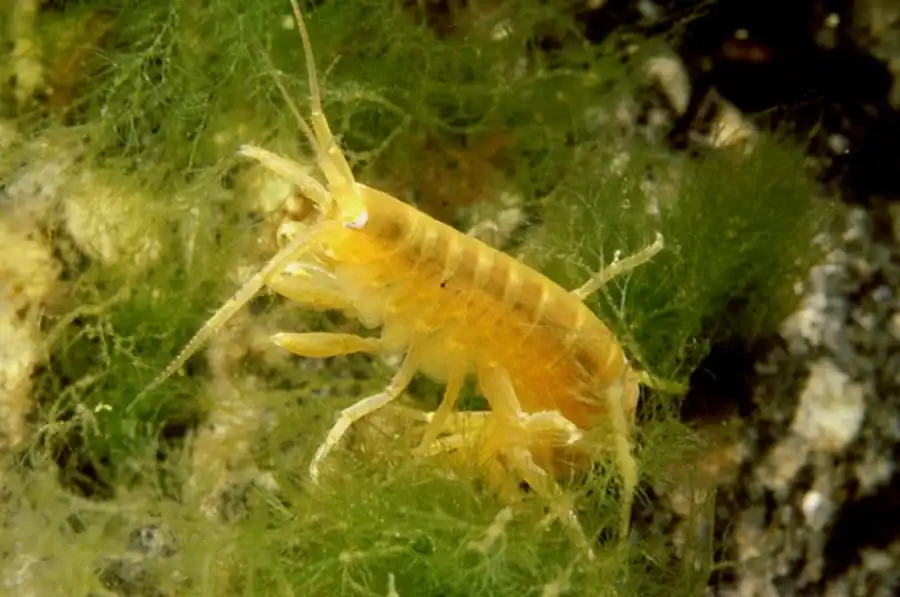 Строение EPICARIDEA Строение EPICARIDEA