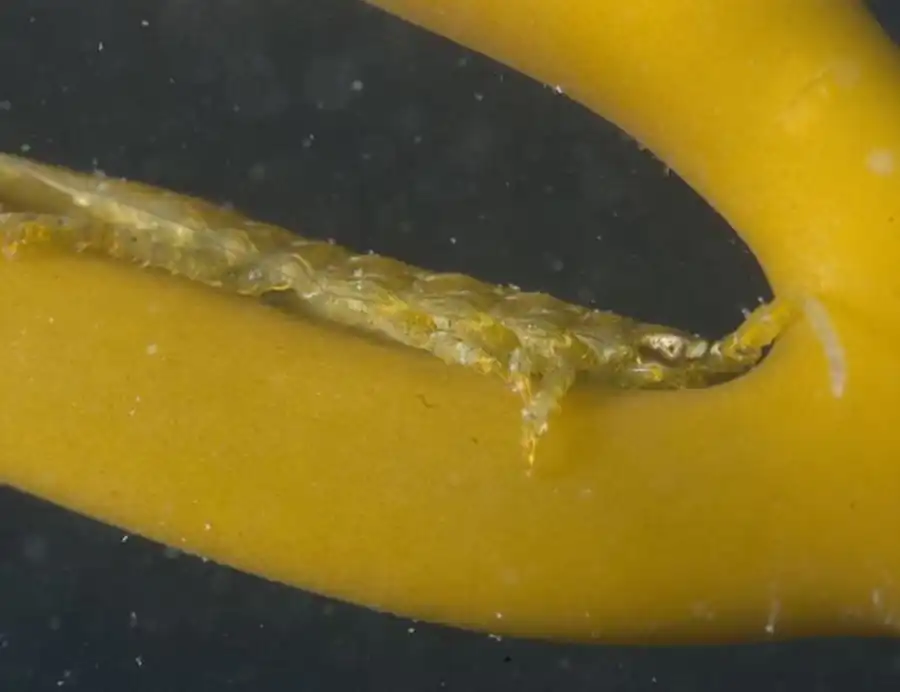 Ключ для определения семейств подотряда Epicaridea (по криптонисцидным личинкам) Ключ для определения семейств подотряда Epicaridea (по криптонисцидным личинкам)