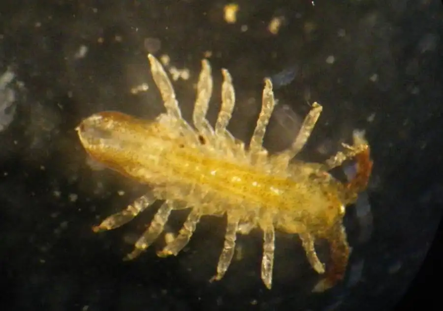 Семейство BOPYRIDAE Rafinesque, 1815 Семейство BOPYRIDAE Rafinesque, 1815