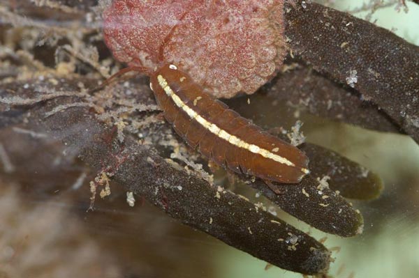 Ключ для определения подсемейств семейства Bopyridae (по самкам)