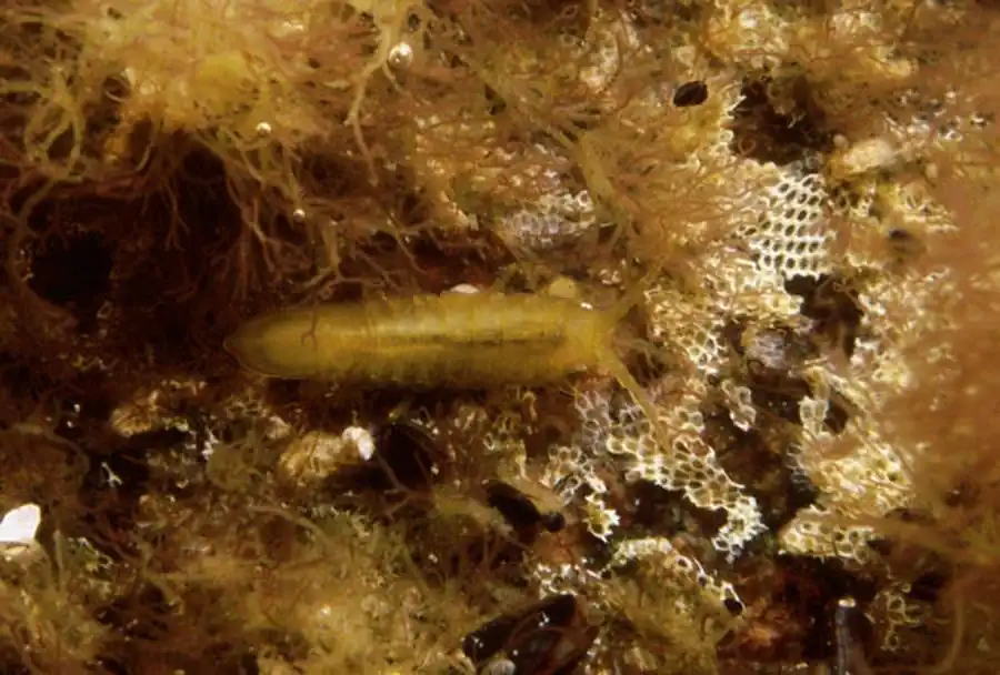 Подсемейство PSEUDIONINAE Codreanu, 1967 Подсемейство PSEUDIONINAE Codreanu, 1967