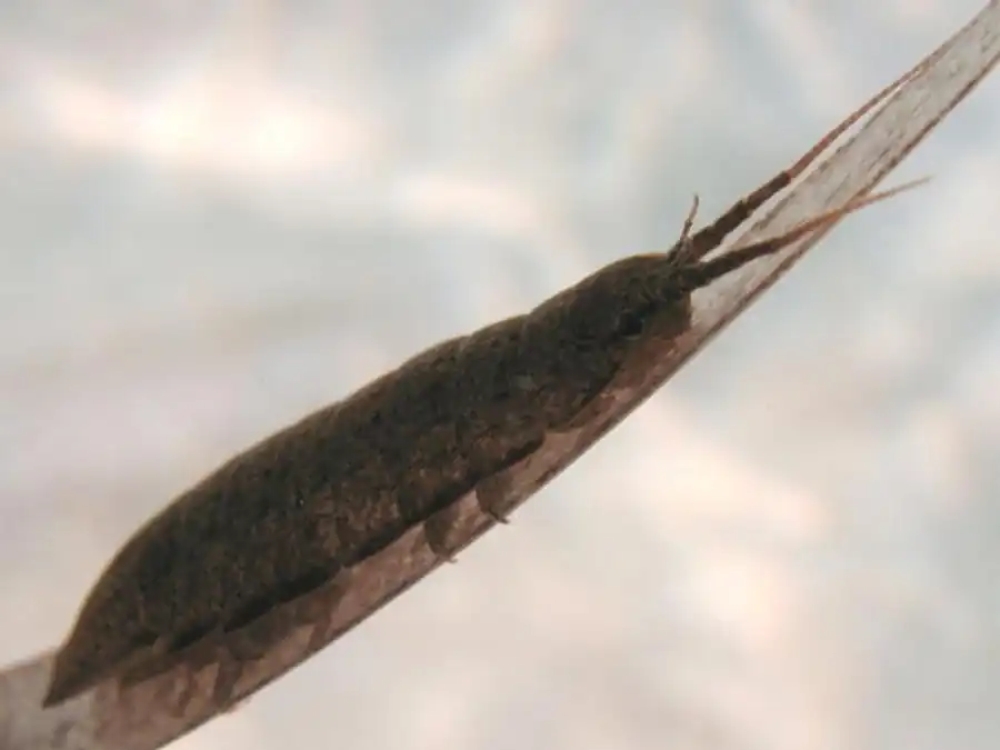 Parapseudione lata Shiino, 1958 Parapseudione lata Shiino, 1958