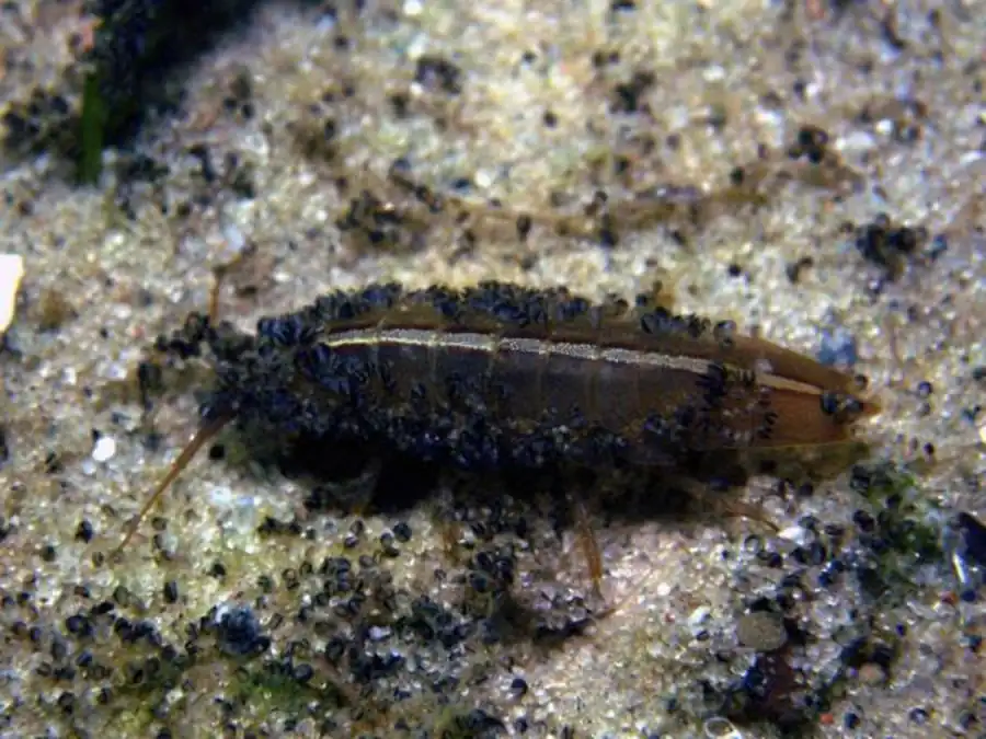 Подсемейство ARGEIINAE Markham, 1977 Подсемейство ARGEIINAE Markham, 1977