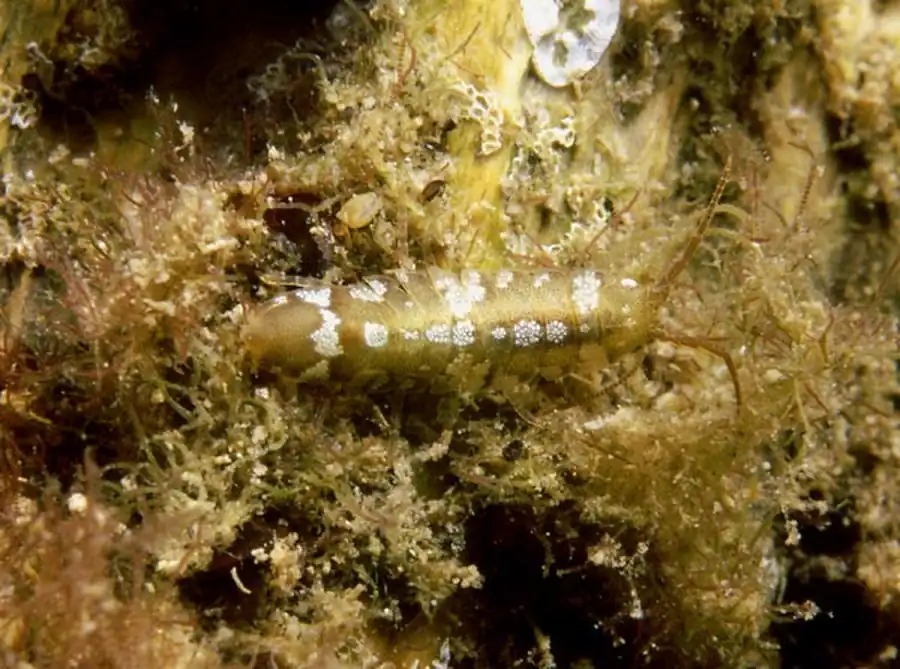 Argeia pugettensis Dana, 1853 Argeia pugettensis Dana, 1853