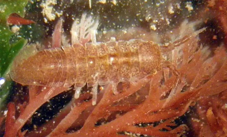 Подсемейство BOPYRINAE Rafinesque, 1815 Подсемейство BOPYRINAE Rafinesque, 1815