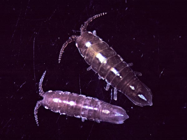 Bopyroides hippolytes (Kroyer, 1838)
