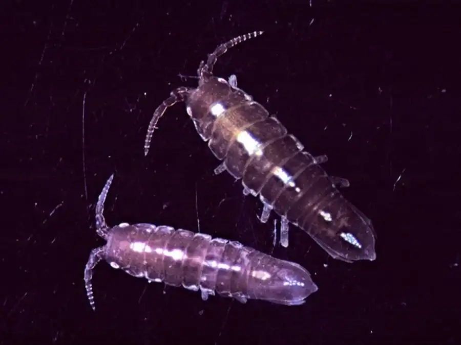 Bopyroides hippolytes (Kroyer, 1838) Bopyroides hippolytes (Kroyer, 1838)