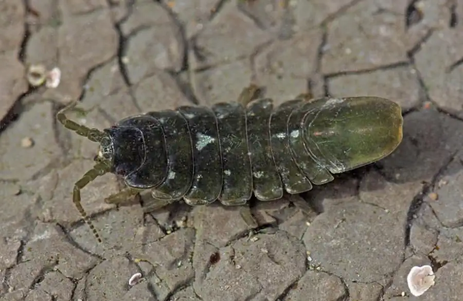 Bopyroides shiinoi Rybakov et Avdeev, 1991 Bopyroides shiinoi Rybakov et Avdeev, 1991