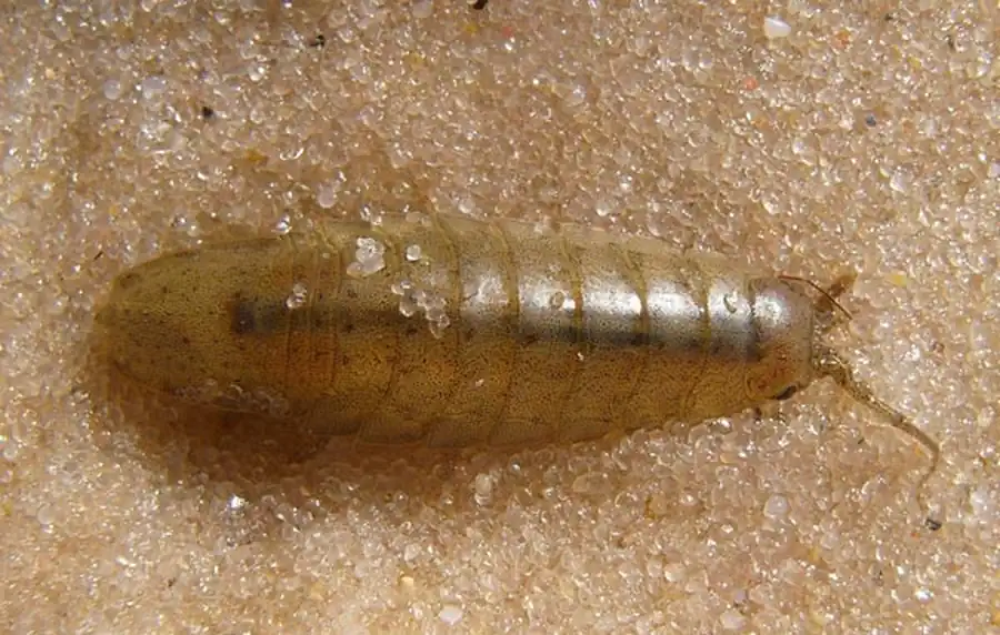 Подсемейство ATHELGINAE Codreanu et Codreanu, 1956