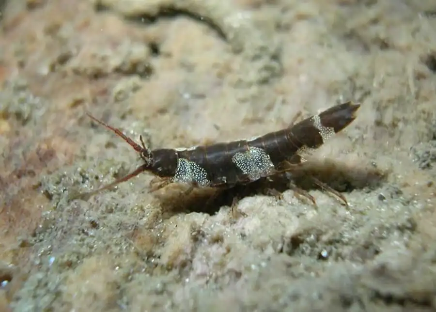 Athelges takanoshimensis Ishii, 1914 Athelges takanoshimensis Ishii, 1914