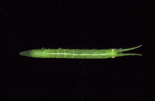 Семейство SPHAEROMATIDAE Latreille, 1825