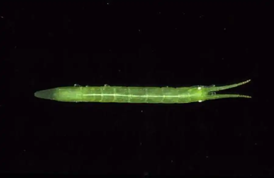 Семейство SPHAEROMATIDAE Latreille, 1825 Семейство SPHAEROMATIDAE Latreille, 1825