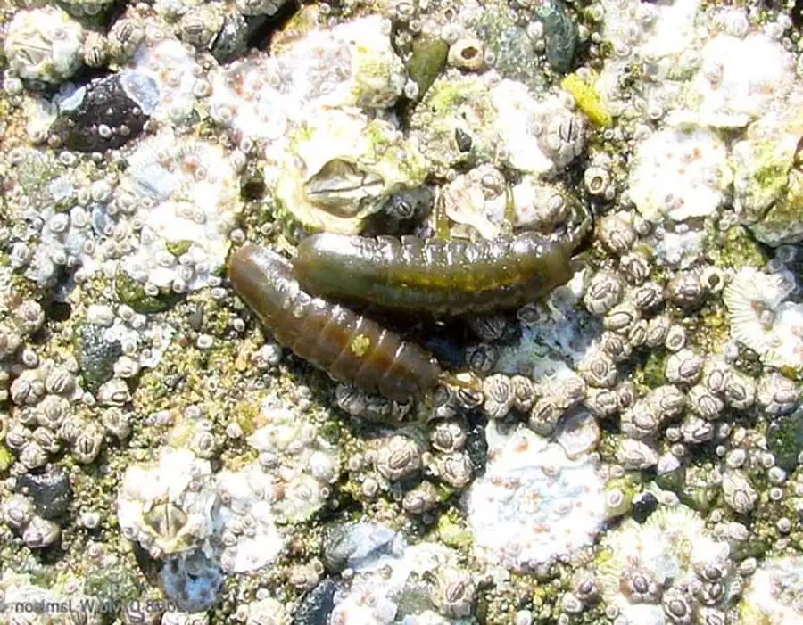 Подсемейство HEMIARTHRINAE Markham, 1972 Подсемейство HEMIARTHRINAE Markham, 1972