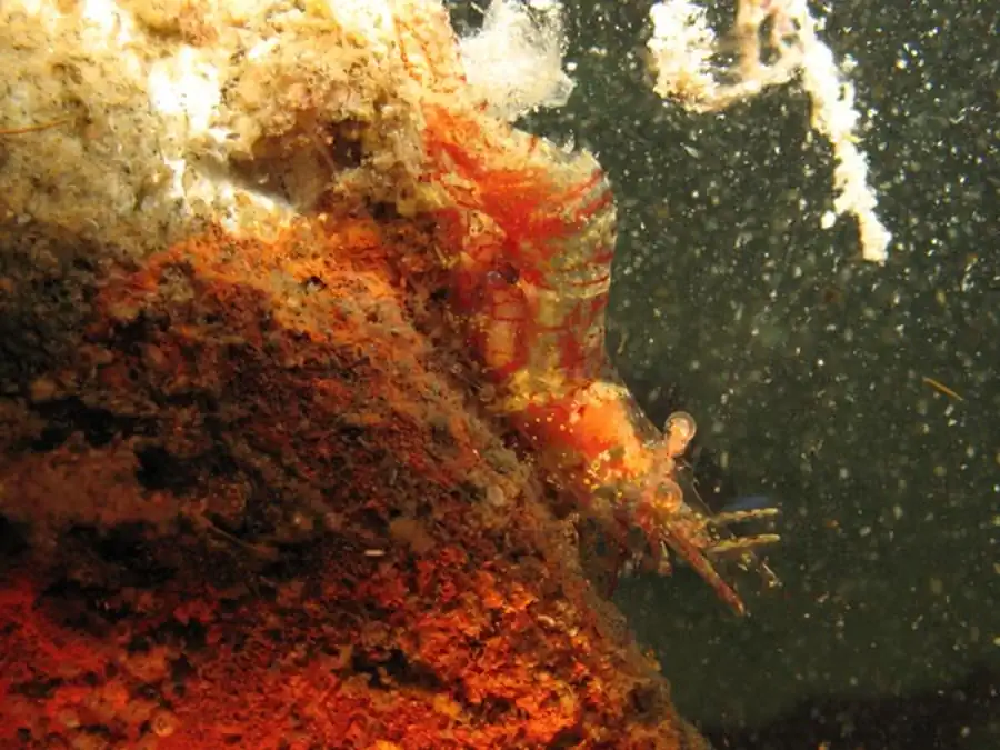 Hemiarthrus abdominalis (Kroyer, 1840) Hemiarthrus abdominalis (Kroyer, 1840)