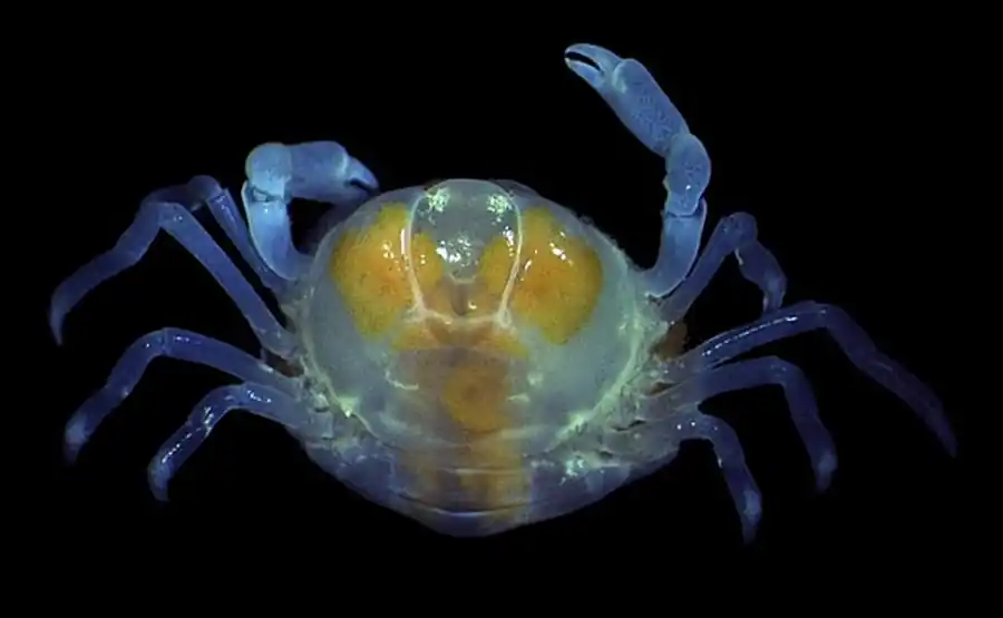 Надсемейство CRYPTONISCOIDEA Kossmann, 1880 Надсемейство CRYPTONISCOIDEA Kossmann, 1880