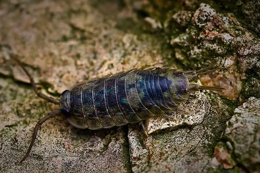 Liriopsis pygmaea (Rathke, 1843) Liriopsis pygmaea (Rathke, 1843)