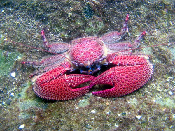 Литература по исследованию биоты Японского моря