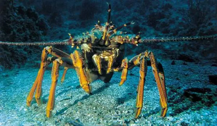 Литература по исследованию биоты Японского моря. Часть 2 Литература по исследованию биоты Японского моря. Часть 2