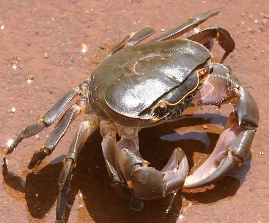 Литература по исследованию биоты Японского моря. Часть 3 Литература по исследованию биоты Японского моря. Часть 3