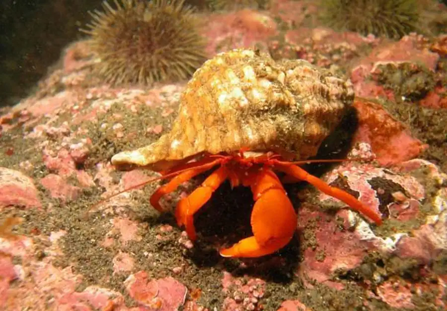 Литература по исследованию биоты Японского моря. Часть 4 Литература по исследованию биоты Японского моря. Часть 4