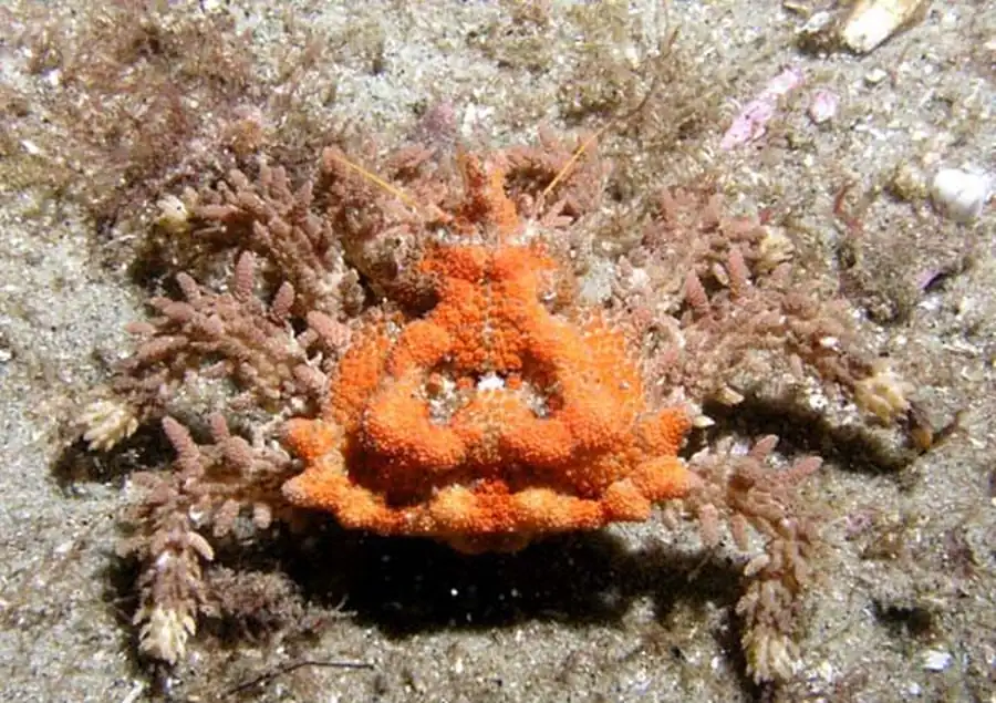 Литература по исследованию биоты Японского моря. Часть 5 Литература по исследованию биоты Японского моря. Часть 5