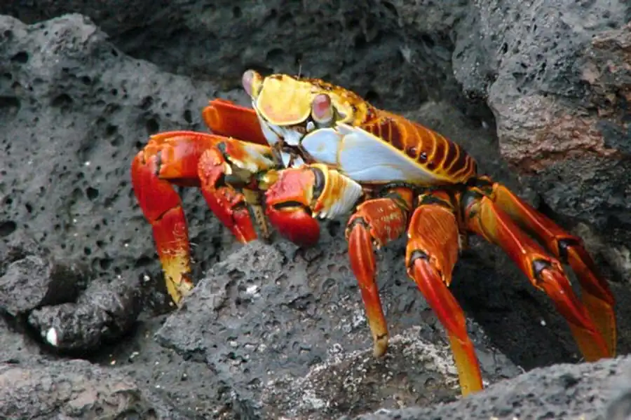 Литература по исследованию биоты Японского моря. Часть 6 Литература по исследованию биоты Японского моря. Часть 6