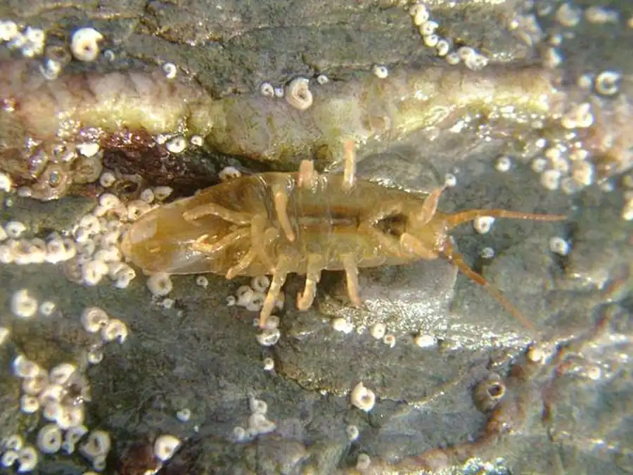 Подсемейство CASSIDININAE Iverson, 1982 Подсемейство CASSIDININAE Iverson, 1982