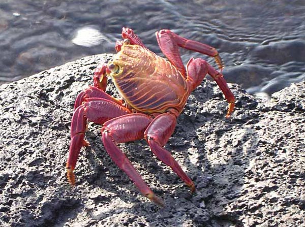 Литература по исследованию биоты Японского моря. Часть 7