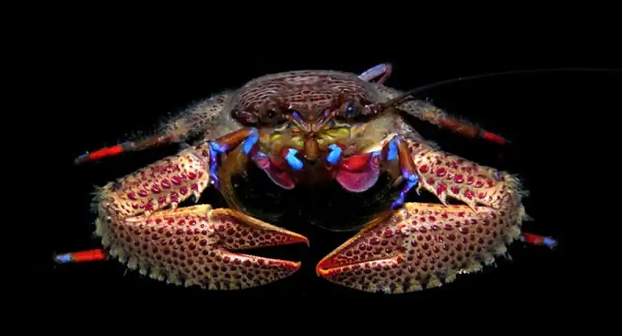 Литература по исследованию биоты Японского моря. Часть 8 Литература по исследованию биоты Японского моря. Часть 8