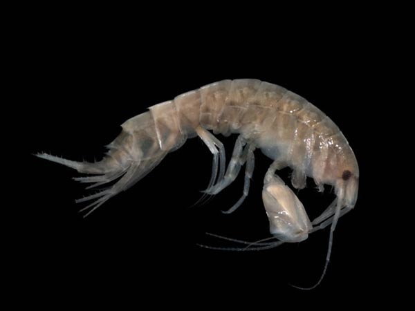 Литература по исследованию биоты Японского моря. Часть 9