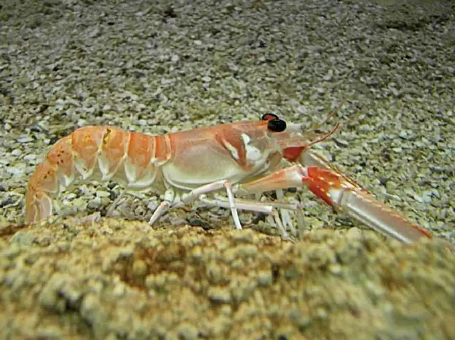 Литература по исследованию биоты Японского моря. Часть 10 Литература по исследованию биоты Японского моря. Часть 10