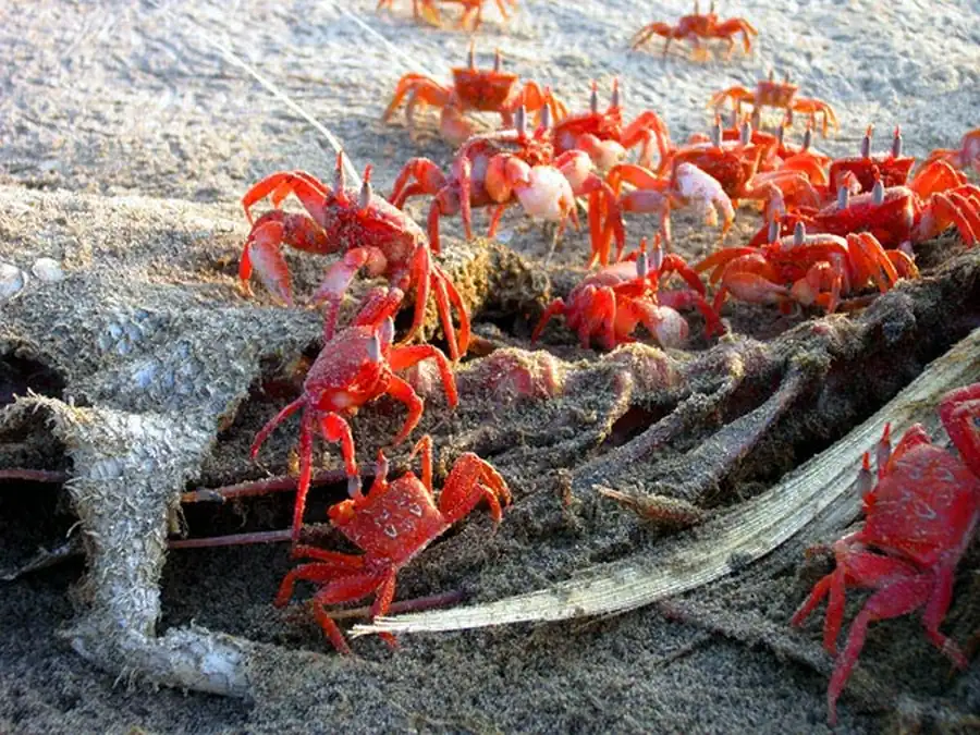 Литература по исследованию биоты Японского моря. Часть 11 Литература по исследованию биоты Японского моря. Часть 11