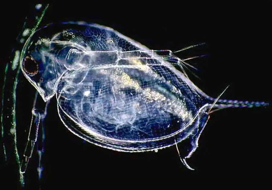 Литература по исследованию биоты Японского моря. Часть 12 Литература по исследованию биоты Японского моря. Часть 12