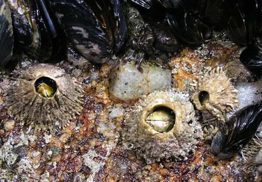 Литература по исследованию биоты Японского моря. Часть 13 Литература по исследованию биоты Японского моря. Часть 13