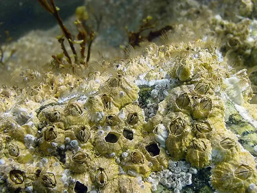 Литература по исследованию биоты Японского моря. Часть 14 Литература по исследованию биоты Японского моря. Часть 14