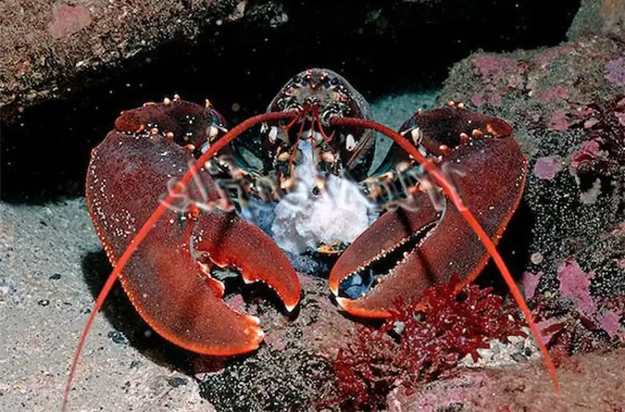 Литература по исследованию биоты Японского моря. Часть 15 Литература по исследованию биоты Японского моря. Часть 15