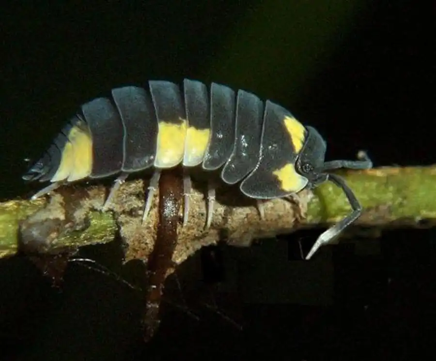 Таблицы биоты Японского моря Таблицы биоты Японского моря