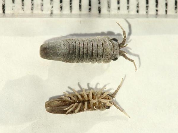 Gnorimosphaeroma ovatum (Gurjanova, 1933)