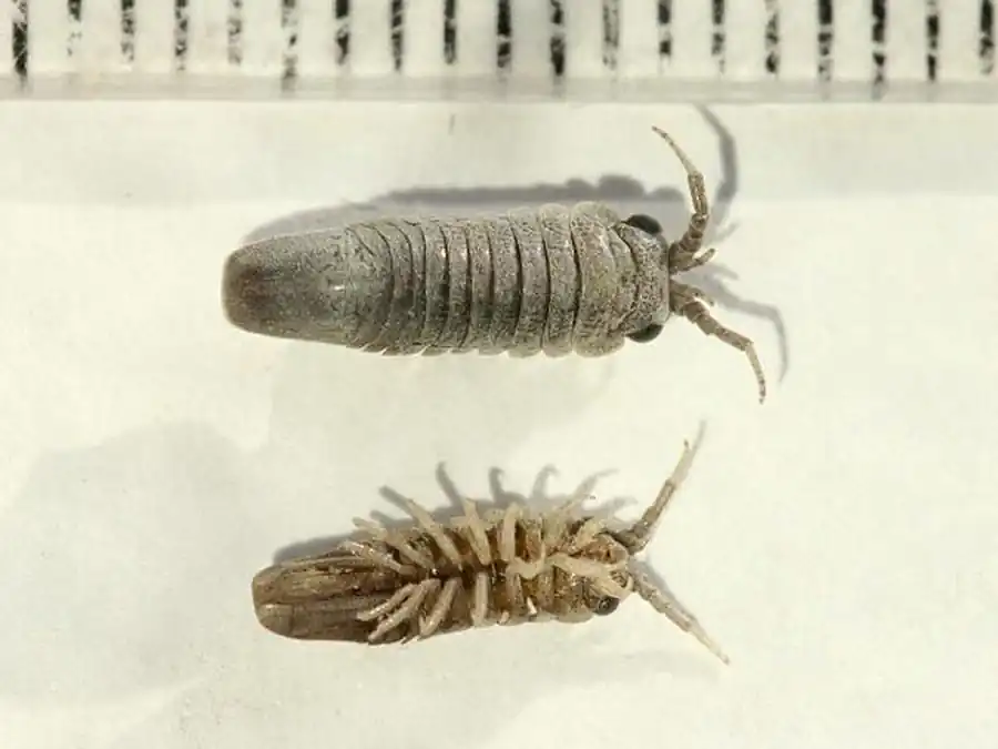 Gnorimosphaeroma ovatum (Gurjanova, 1933) Gnorimosphaeroma ovatum (Gurjanova, 1933)