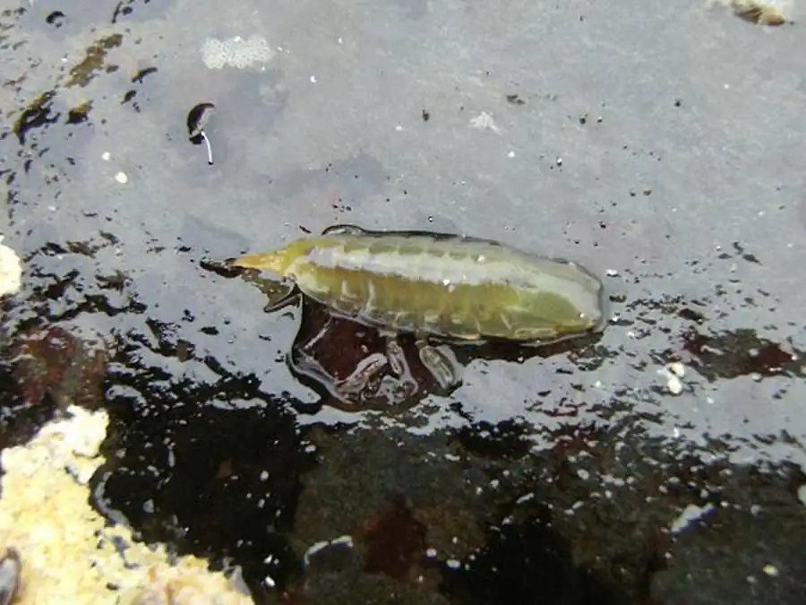 Сведения по экологии Gnorimosphaeroma ovatum Сведения по экологии Gnorimosphaeroma ovatum