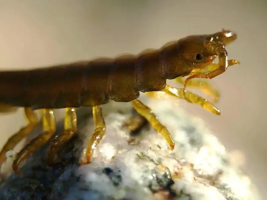 Gnorimosphaeroma hoestlandti Kim et Kwon, 1985 Gnorimosphaeroma hoestlandti Kim et Kwon, 1985