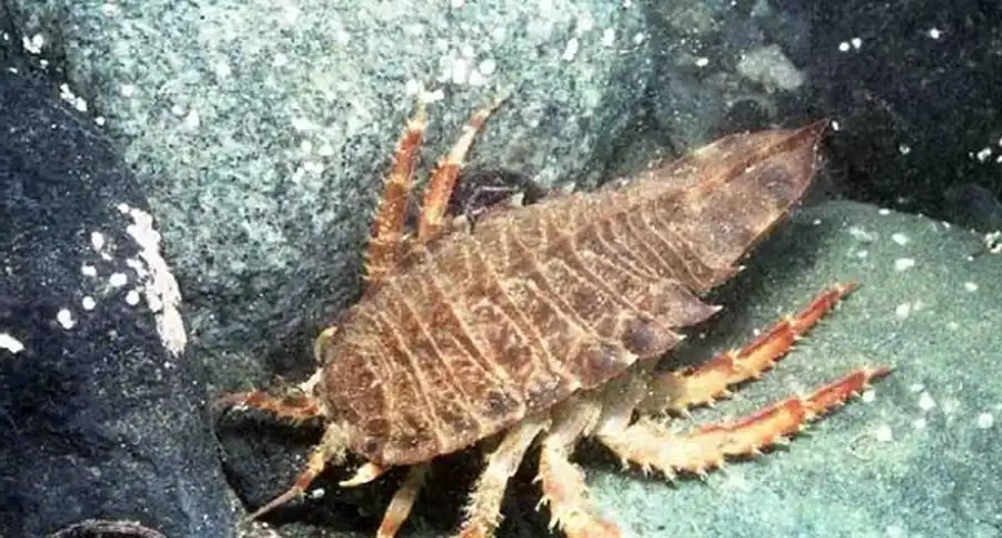 Равноногие ракообразные Японского моря Равноногие ракообразные Японского моря