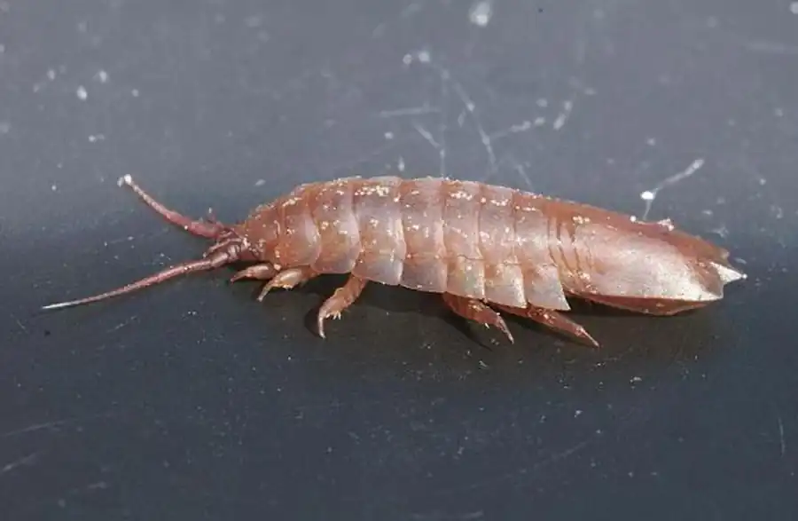 Gnorimosphaeroma rayi Hoestlandt, 1969 Gnorimosphaeroma rayi Hoestlandt, 1969