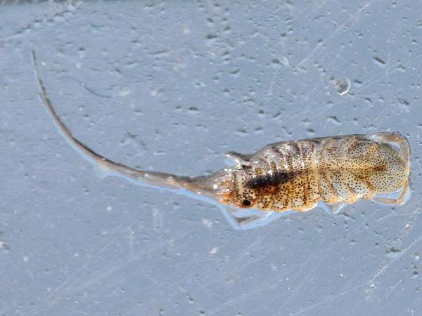 Gnorimosphaeroma noblei Menzies, 1954